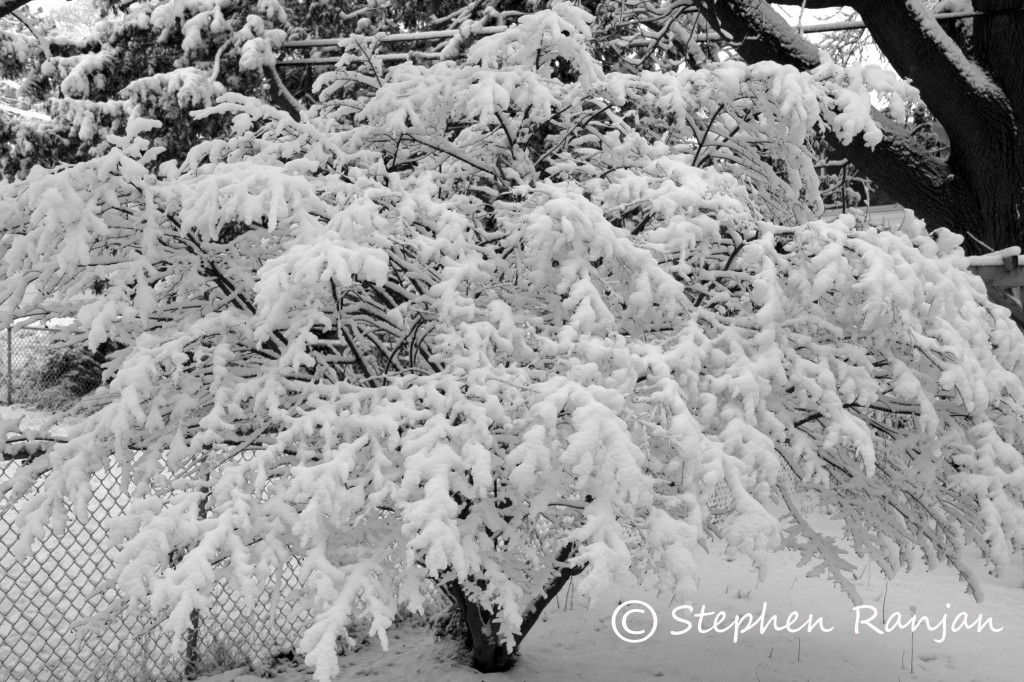 Snow on tree